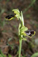 Image of Ophrys fusca subsp. blitopertha (Paulus & Gack) Faurh. & H. A. Pedersen