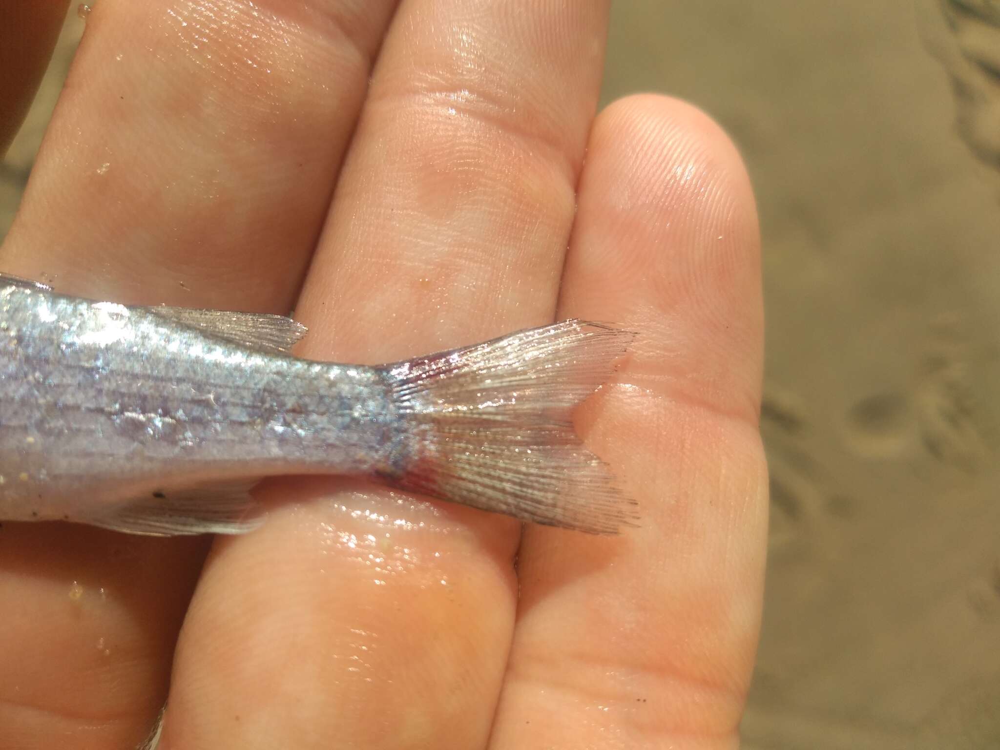 Image of Blueback Mullet