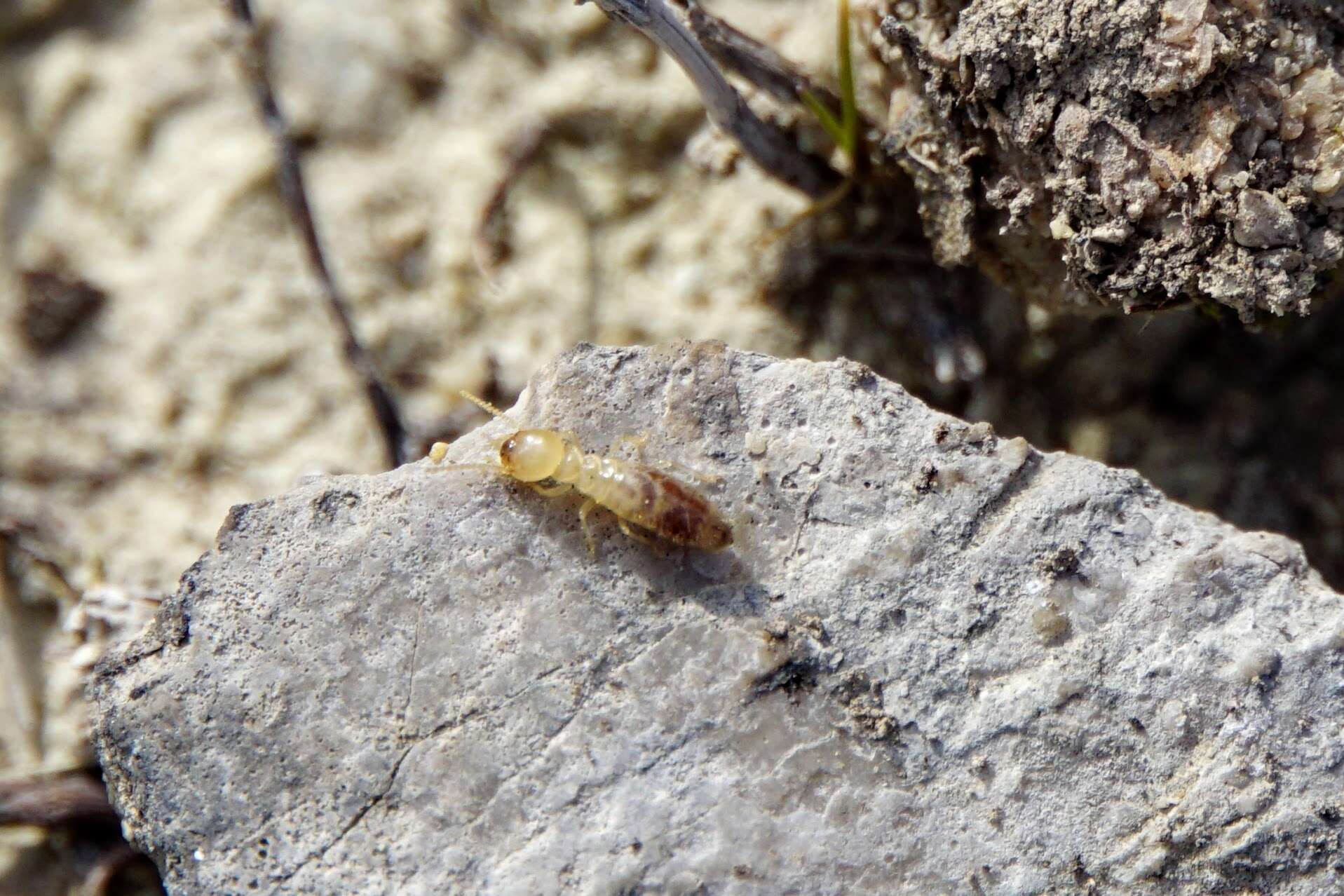 Image of Reticulitermes urbis Bagnères, Uva & Clément 2003