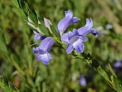 Image of Eremophila christophori F. Muell.