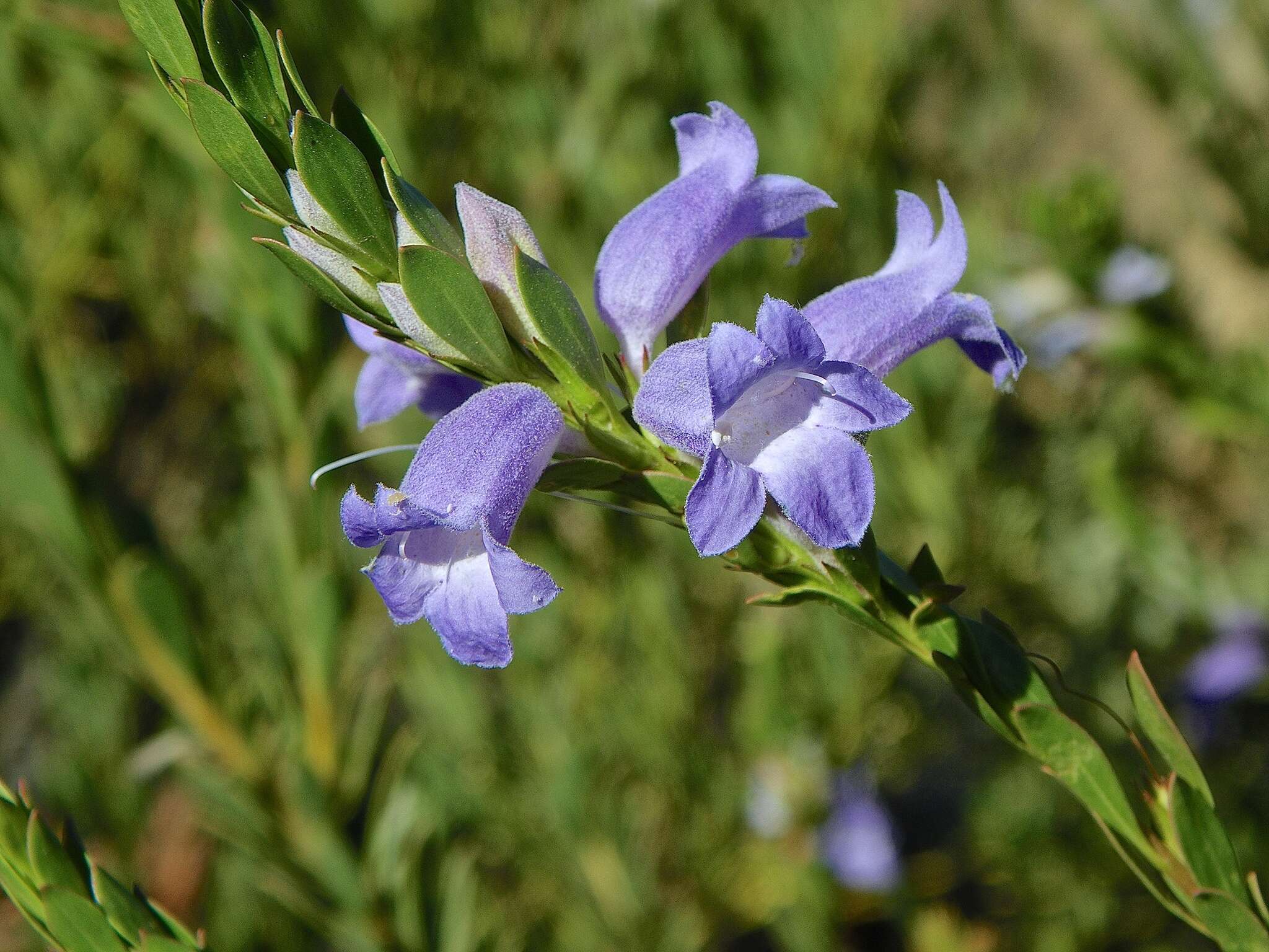 Image of Eremophila christophori F. Muell.