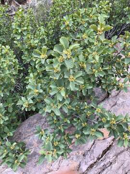 Imagem de Frangula betulifolia (Greene) Grubov