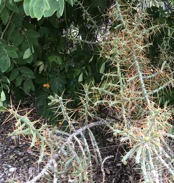 Image de Cylindropuntia caribaea (Britton & Rose) F. M. Knuth