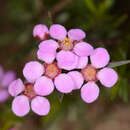 Image de Euryomyrtus ramosissima subsp. ramosissima