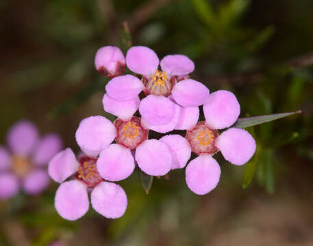 صورة Euryomyrtus ramosissima subsp. ramosissima