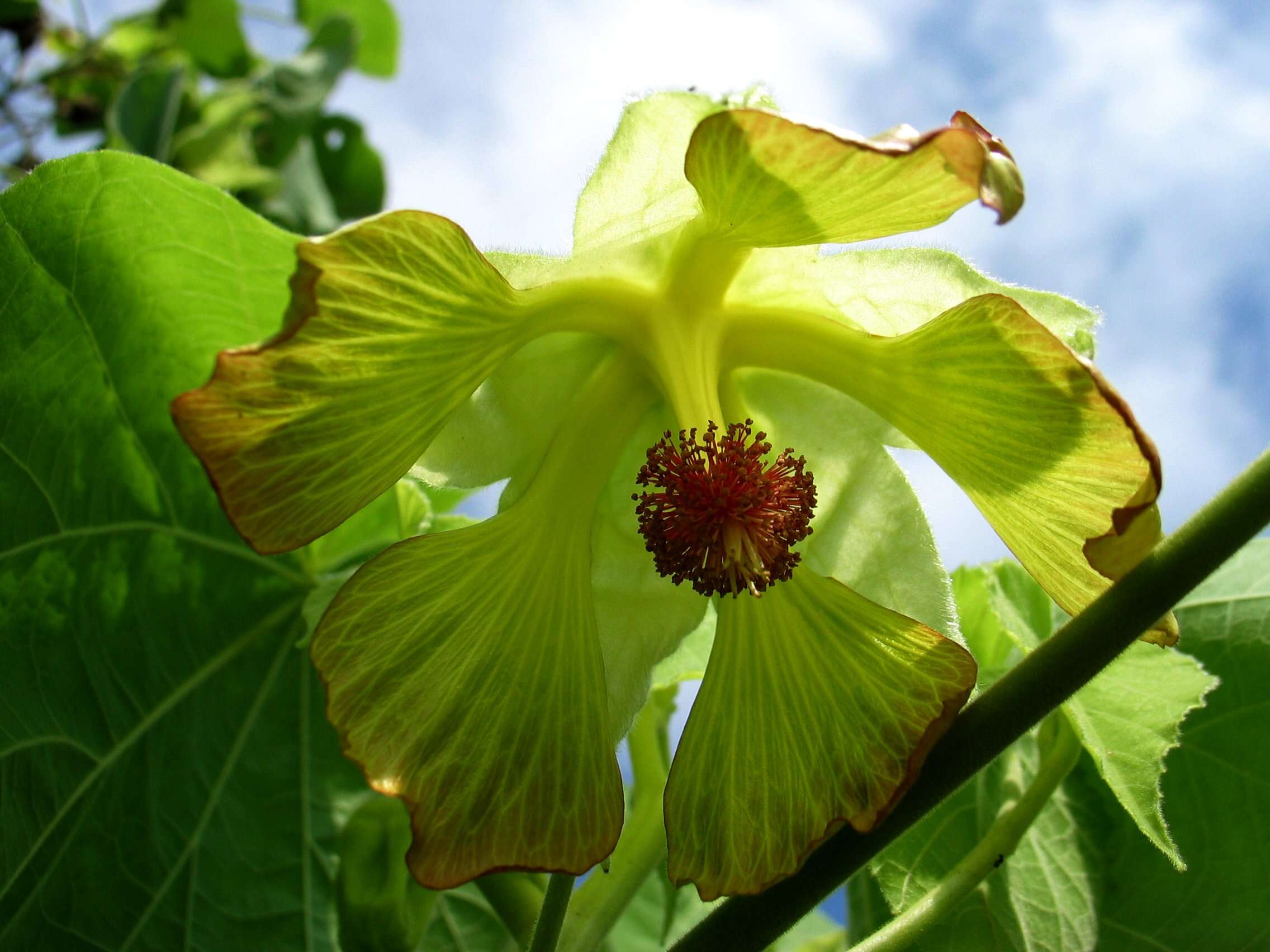 Image of Greenflower Indian Mallow