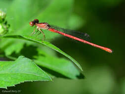 Image of Duckweed Firetail