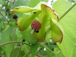 Image of Greenflower Indian Mallow