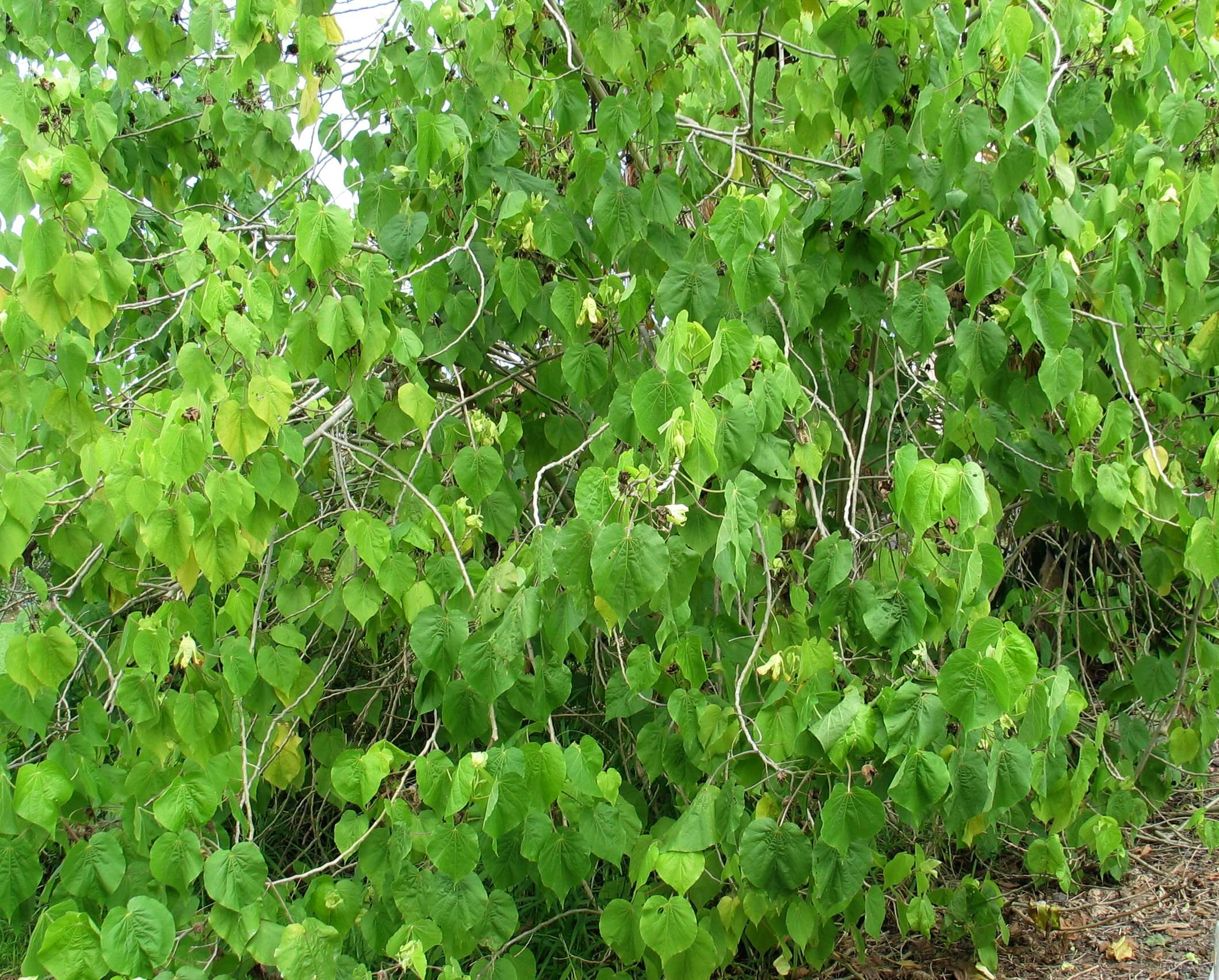 Image of Greenflower Indian Mallow