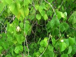 Image of Greenflower Indian Mallow