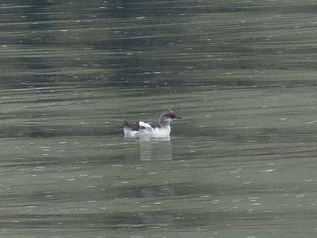 Image of Guillemots