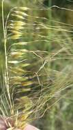 Image of Lopsided Indian Grass