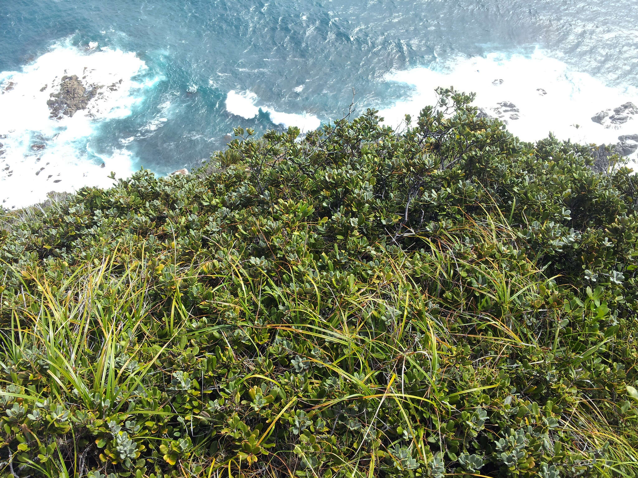 Pittosporum serpentinum (de Lange) de Lange的圖片