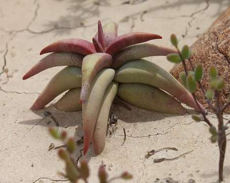 Image of Crassula congesta N. E. Br.