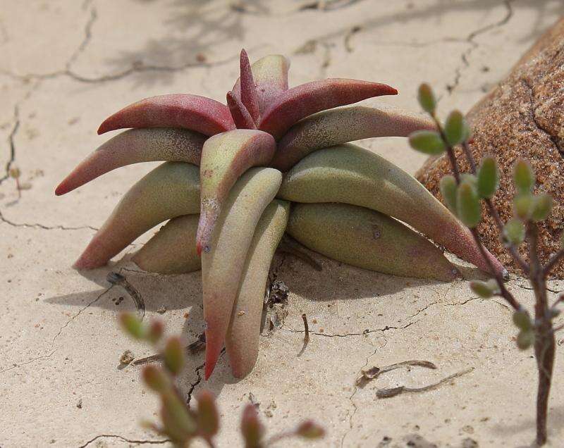 Image of Crassula congesta subsp. laticephala (Schönl.) Tölken