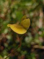 Image of annual vetchling