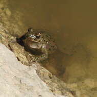 Image of Iberian Parsley Frog