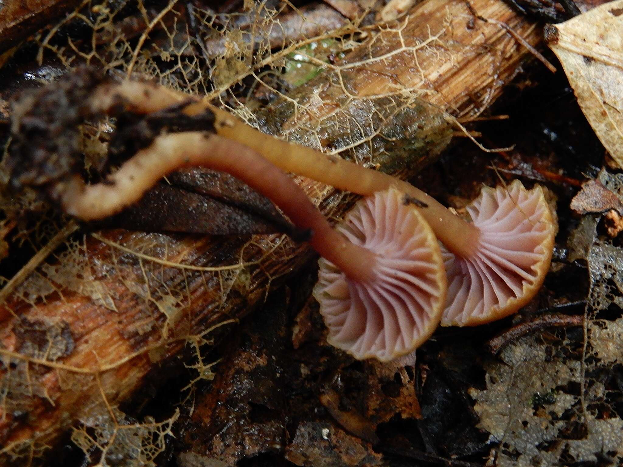 Hygrocybe lilaceolamellata (G. Stev.) E. Horak 1971的圖片