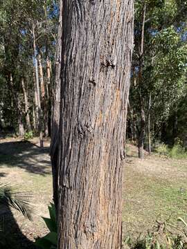 Image of Eucalyptus consideniana Maiden