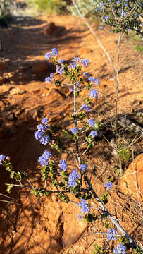 Image of wavyleaf ceanothus