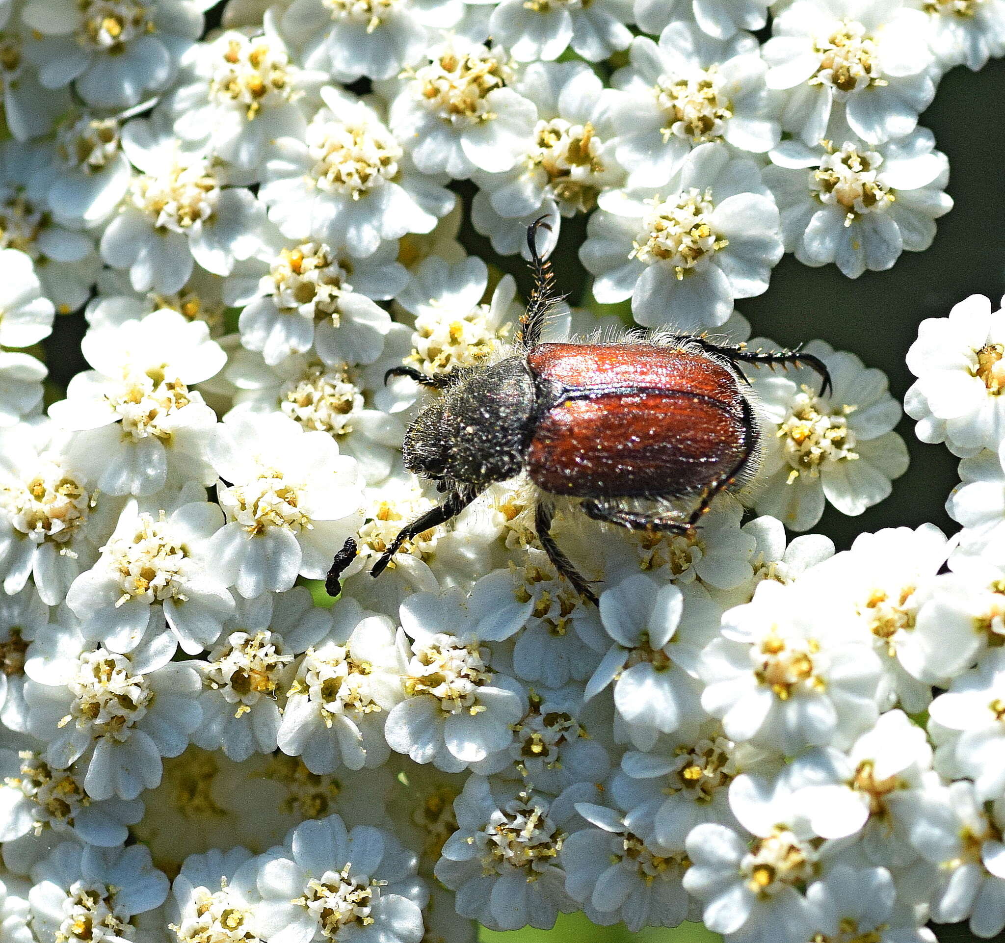 Imagem de Blitopertha (Blitopertha) lineolata (Fischer von Waldheim 1823)