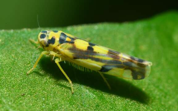 Image of Eupteryx (Eupteryx) aurata (Linnaeus 1758)