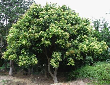 Image of wingleaf soapberry