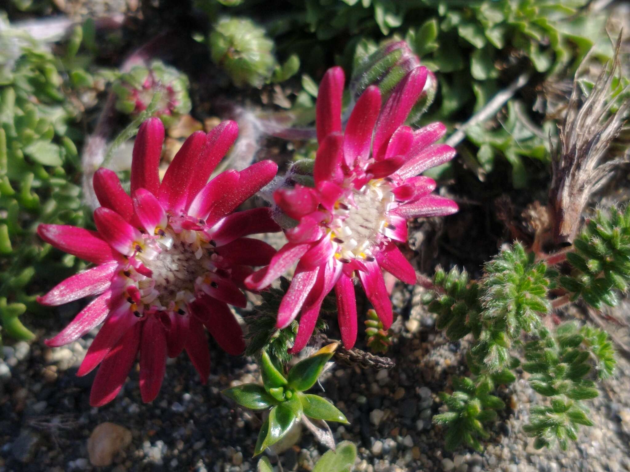 Image of Leucheria purpurea (Vahl) Hook. & Arn.