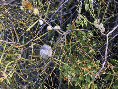 Image of Hakea mitchellii Meissn.