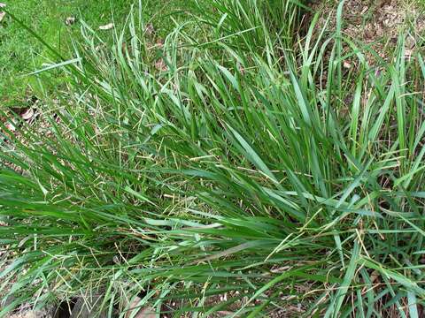 Image de Paspalum scrobiculatum L.