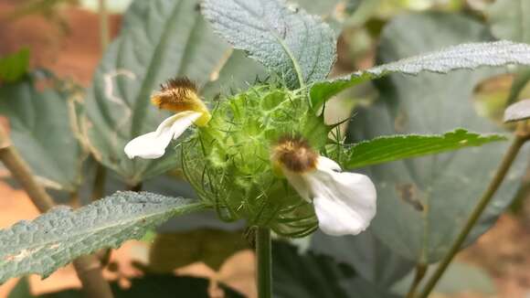 Image of Leucas ciliata Benth.