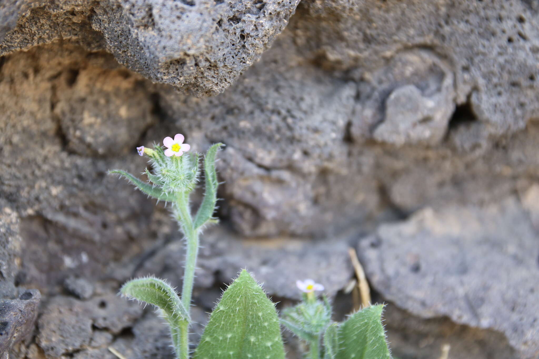 Anchusa milleri Spreng.的圖片