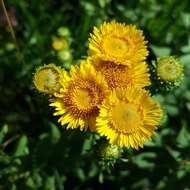 Imagem de Pentanema spiraeifolium (L.) D. Gut. Larr., Santos-Vicente, Anderb., E. Rico & M. M. Mart. Ort.