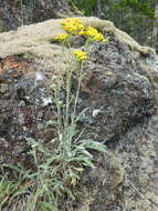 Image of Siskiyou Mountain Groundsel