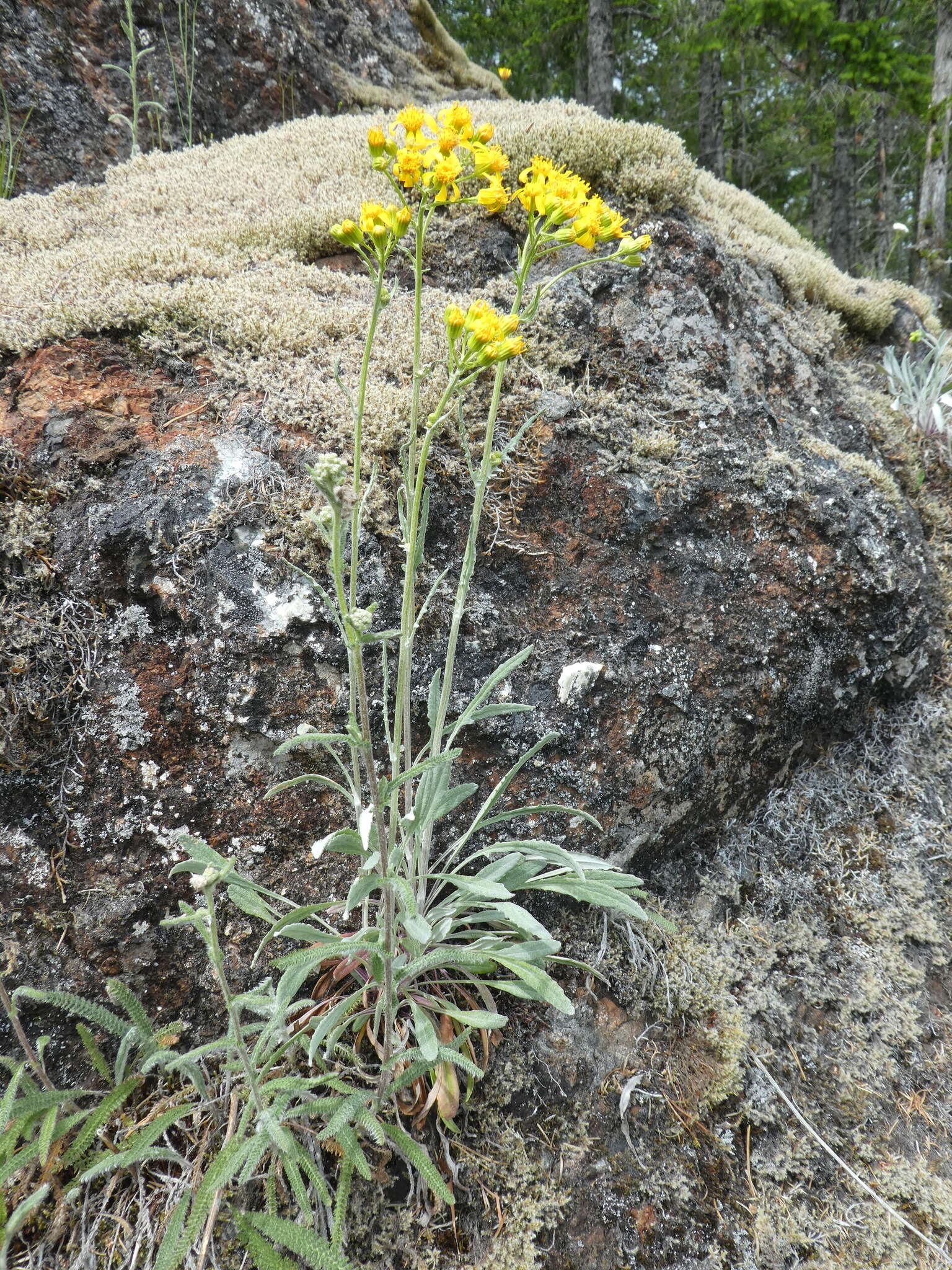 Image of Siskiyou Mountain Groundsel