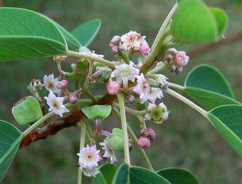 صورة Gouania hillebrandii Oliver ex Hillebr.