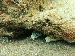 Image of Dark-spotted Snake Eel