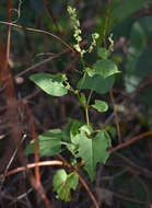 Image of Muehlenbeckia zippelii (Meisn.) Danser