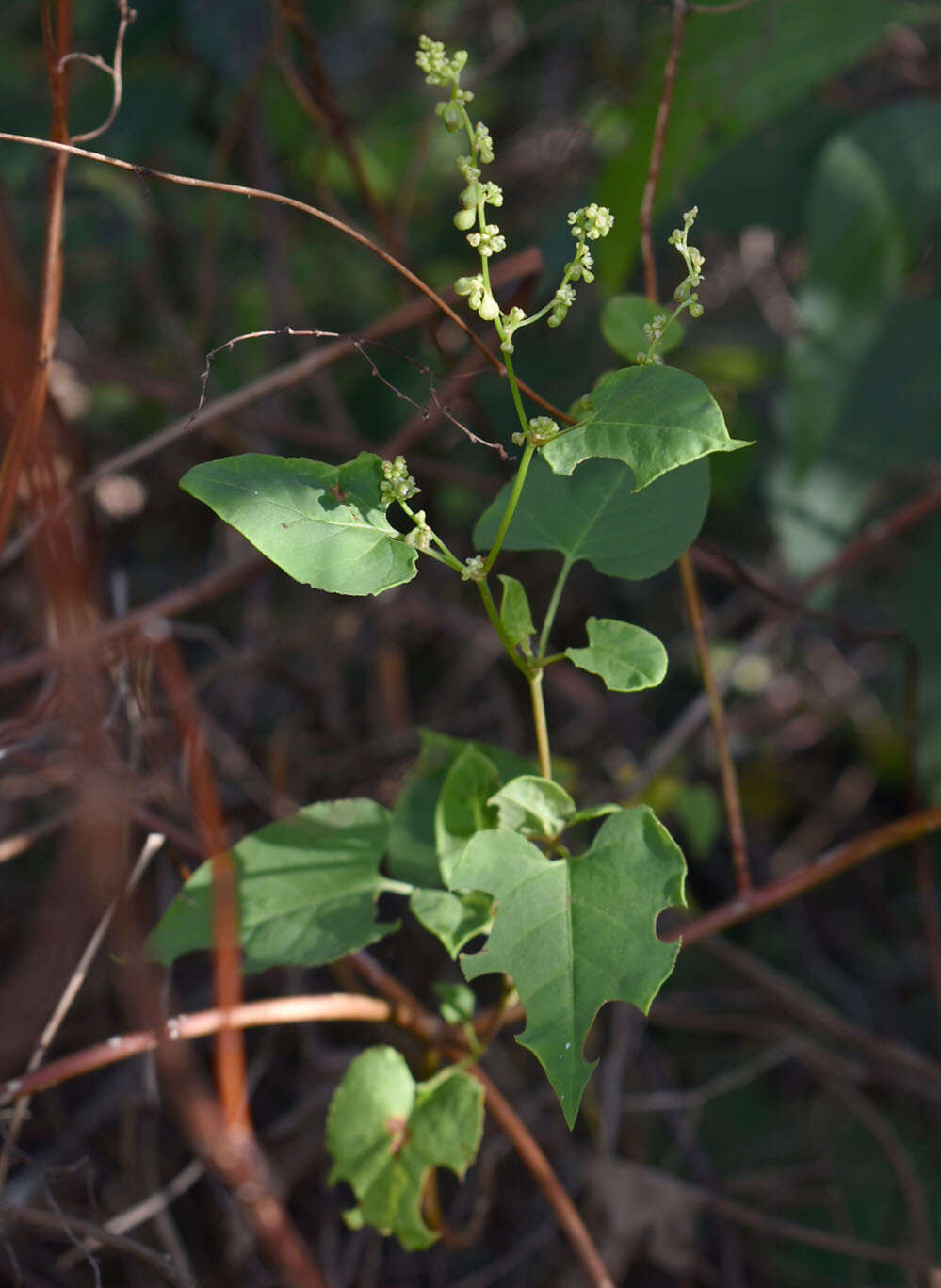 Image of Muehlenbeckia zippelii (Meisn.) Danser