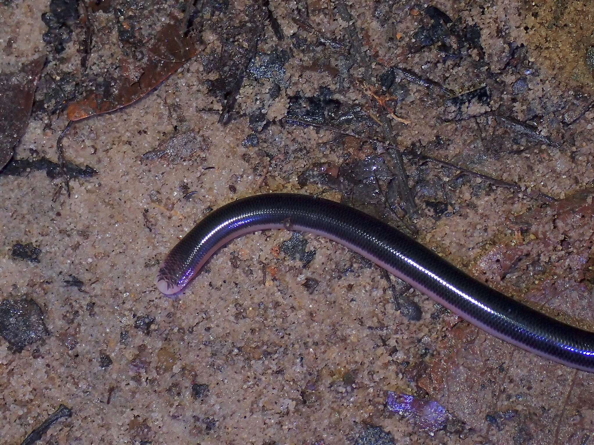 Image of Müller’s Blind Snake