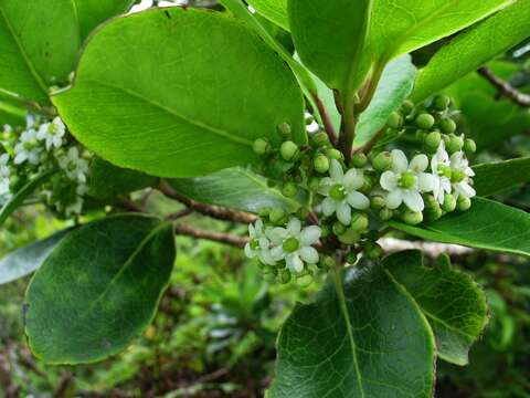 Image of Hawai'i holly