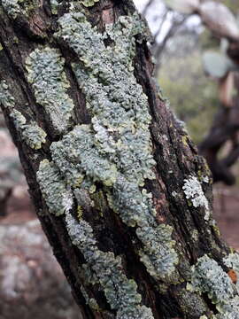 Image of rosette lichen