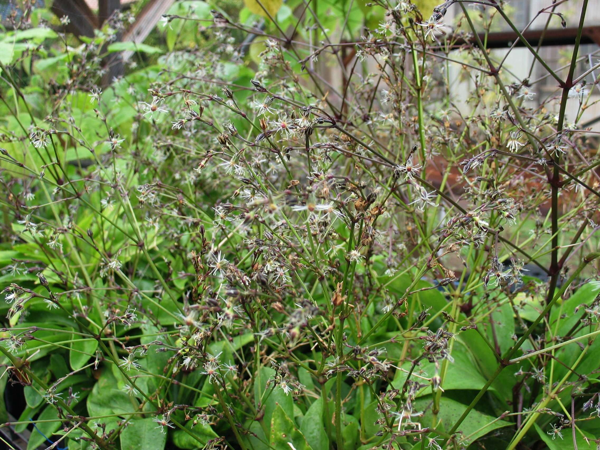 Image of Oahu schiedea