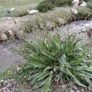 Image de Cynoglossum stylosum subsp. stylosum