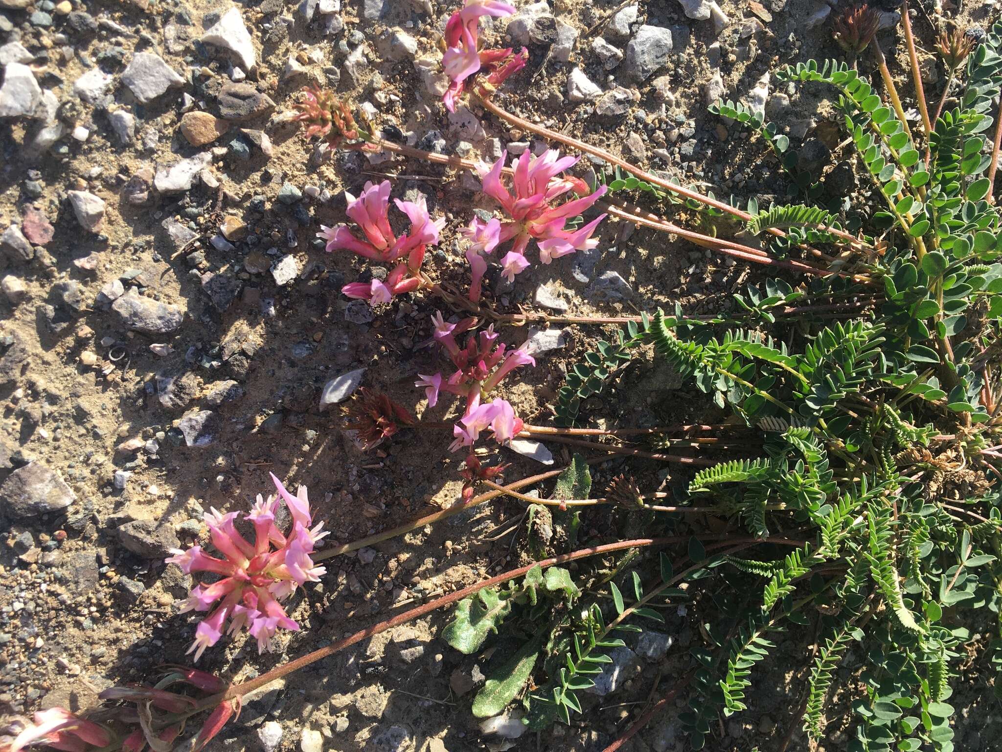 Image of Astragalus monspessulanus subsp. monspessulanus