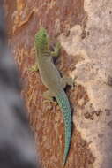 Image of Standing's Day Gecko