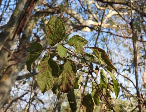 Image de Guettarda elliptica Sw.