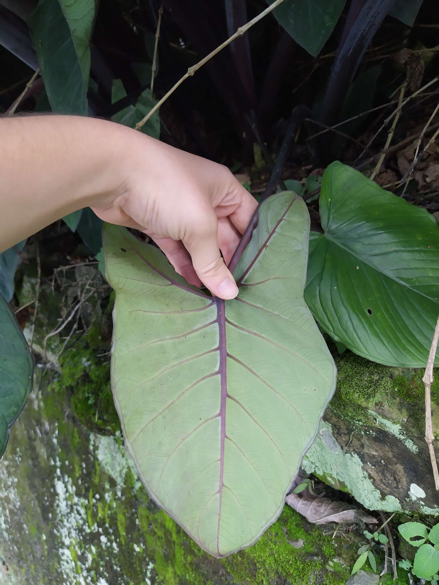 Image of arrowleaf elephant's ear