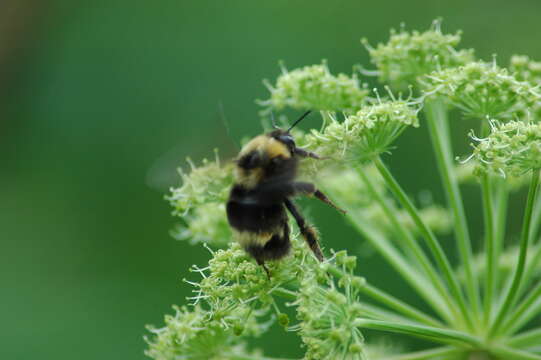 Image of <i>Bombus mckayi</i> Ashmead