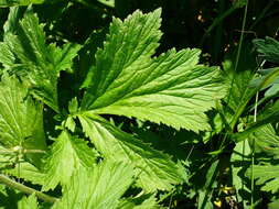 Image of Geum intermedium Ehrh.